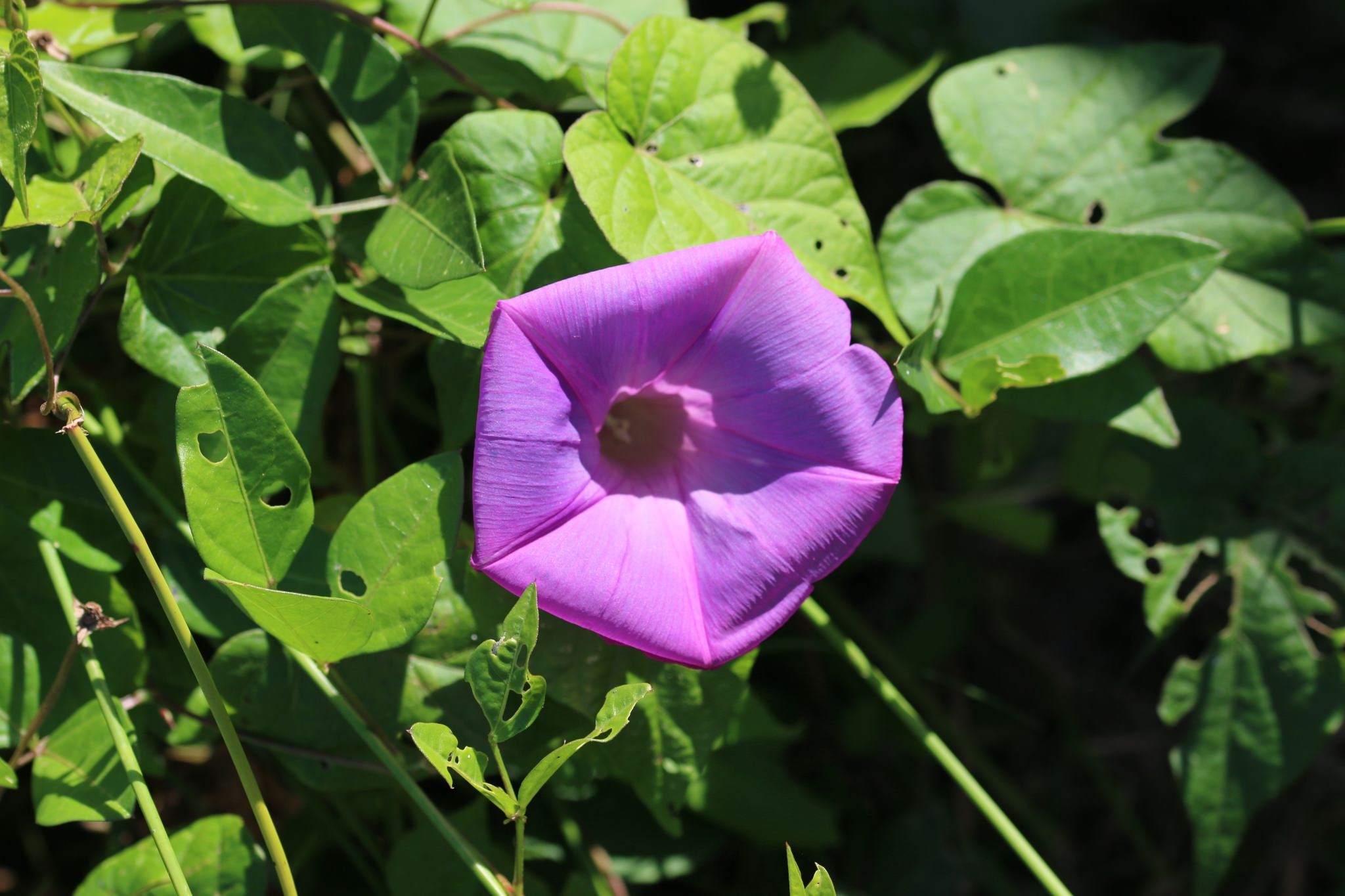 Ipomoea purpurea